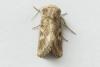Luperina dumerilii